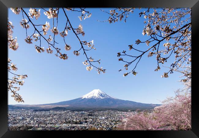 Fantastic view of Mount Fuji with cherry blossoms Framed Print by Melanie Viola