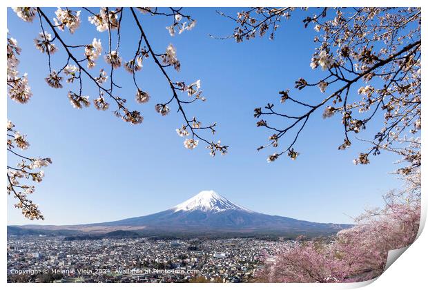 Fantastic view of Mount Fuji with cherry blossoms Print by Melanie Viola