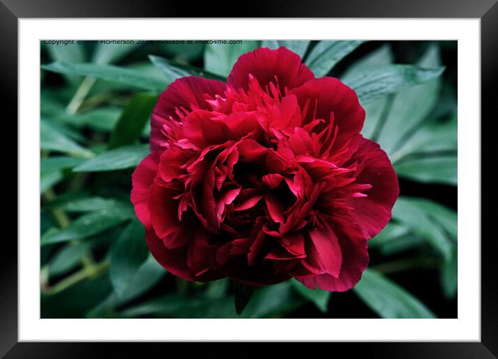 Peony Rose Framed Mounted Print by Tom McPherson