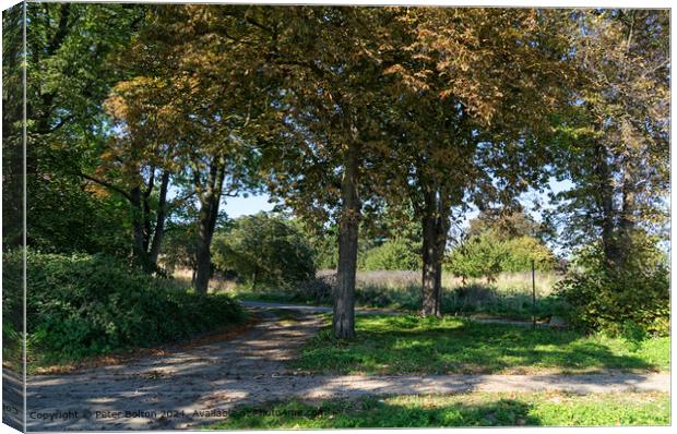 Beautiful trees at the Garrison wildlife park, Shoeburyness, Essex. Canvas Print by Peter Bolton