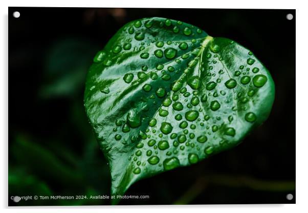 Raindrops on Ivy Acrylic by Tom McPherson