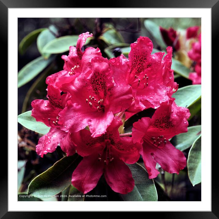 Rhododendron 'Nova Zembla' Framed Mounted Print by Tom McPherson