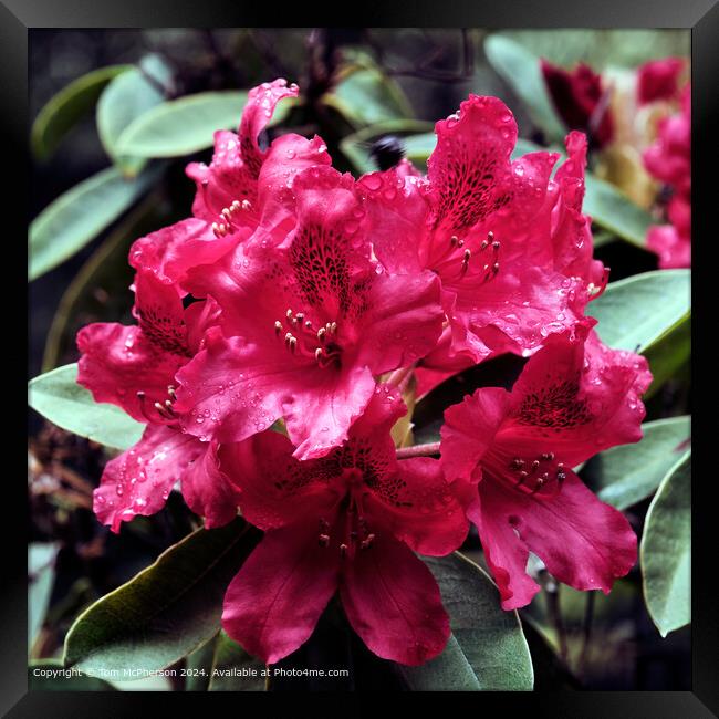 Rhododendron 'Nova Zembla' Framed Print by Tom McPherson