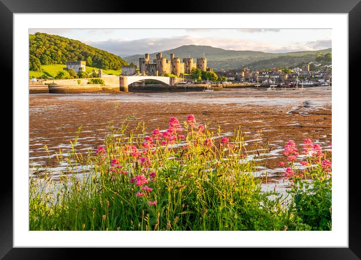 Conwy castle in the golden hour Framed Mounted Print by Gail Johnson