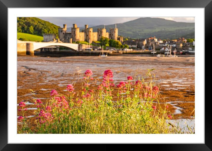 Conwy castle in the golden hour Framed Mounted Print by Gail Johnson