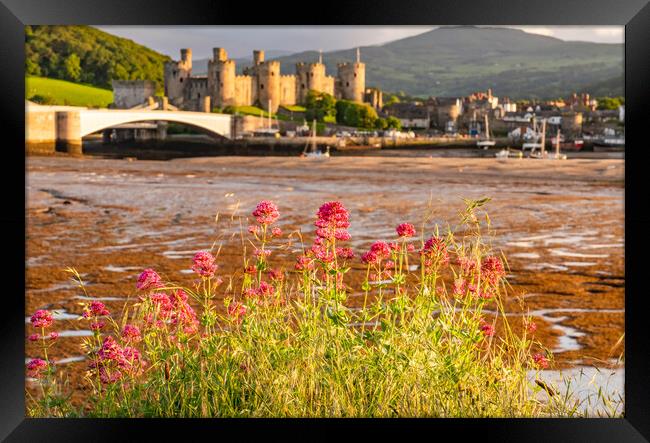 Conwy castle in the golden hour Framed Print by Gail Johnson