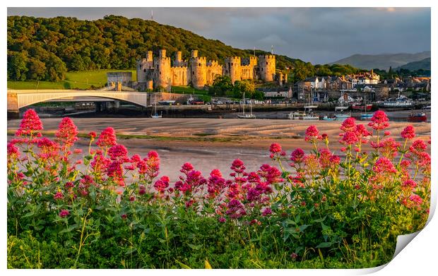 Conwy castle in the golden hour Print by Gail Johnson