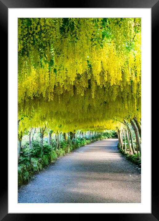 Yellow Laburnum arch in full flower Framed Mounted Print by Gail Johnson