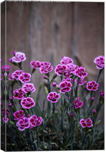 Rustic Pink Dianthus Flowers Canvas Print by Imladris 