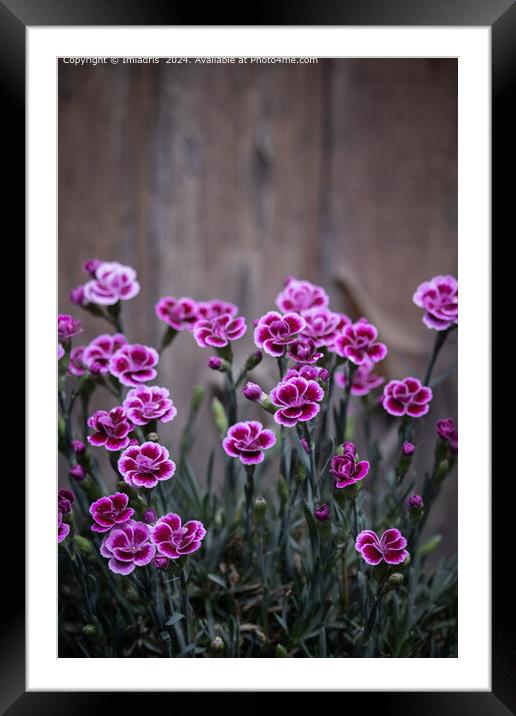Rustic Pink Dianthus Flowers Framed Mounted Print by Imladris 