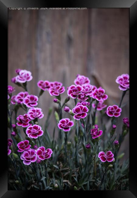 Rustic Pink Dianthus Flowers Framed Print by Imladris 