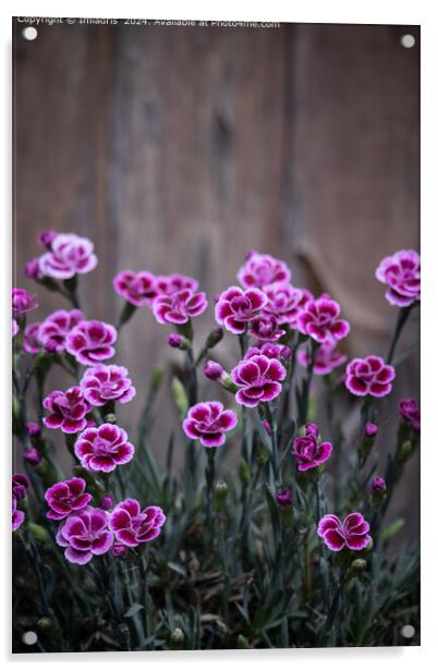Rustic Pink Dianthus Flowers Acrylic by Imladris 