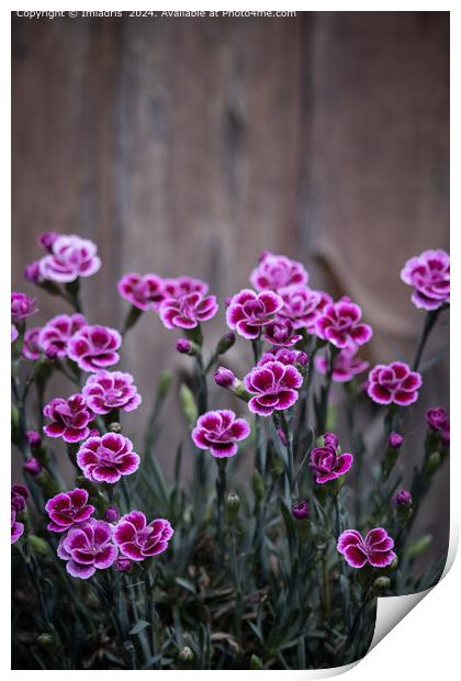 Rustic Pink Dianthus Flowers Print by Imladris 