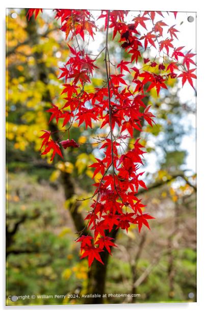 Colorful Red Fall Autumn Leaves Heian Shrine Kyoto Japan Acrylic by William Perry