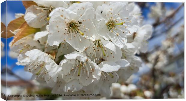 Close up of  plum blossoms  Canvas Print by Debra Marie Muston