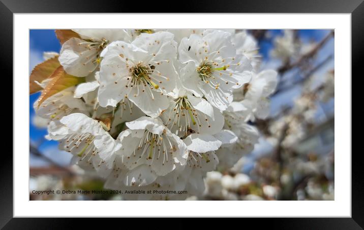 Close up of  plum blossoms  Framed Mounted Print by Debra Marie Muston