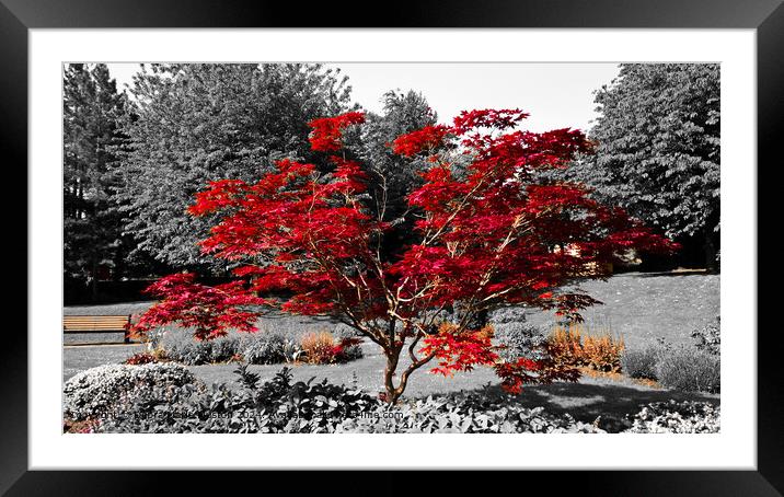 Red Japanese Maple tree with a a black and white b Framed Mounted Print by Debra Marie Muston