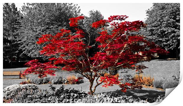 Red Japanese Maple tree with a a black and white b Print by Debra Marie Muston