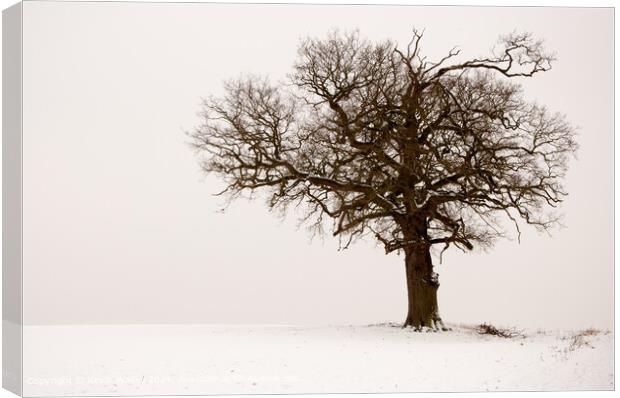 Winter tree Canvas Print by Kevin Wailes