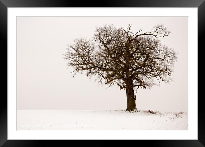 Winter tree Framed Mounted Print by Kevin Wailes