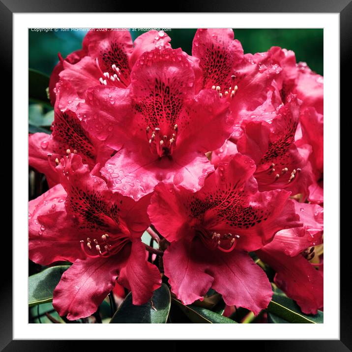Rhododendron 'Nova Zembla' Framed Mounted Print by Tom McPherson