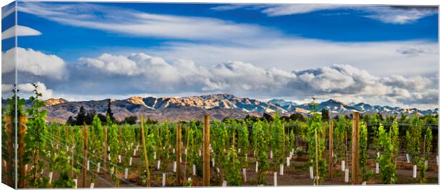 Vineyard and the Wither Hills, Wairau valley Blenh Canvas Print by Maggie McCall