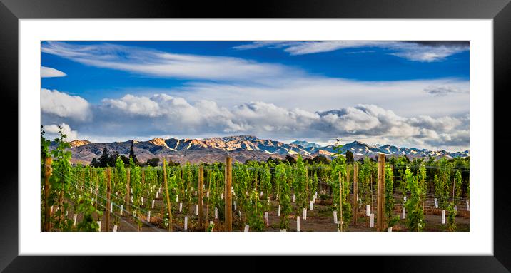 Vineyard and the Wither Hills, Wairau valley Blenh Framed Mounted Print by Maggie McCall