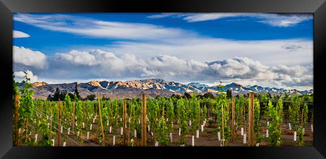Vineyard and the Wither Hills, Wairau valley Blenh Framed Print by Maggie McCall