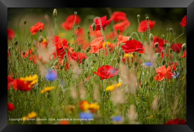 sunlit poppies and meadows in a wild flower meadow Framed Print by Simon Johnson