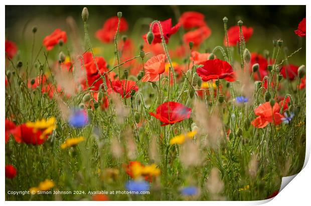 sunlit poppies and meadows in a wild flower meadow Print by Simon Johnson
