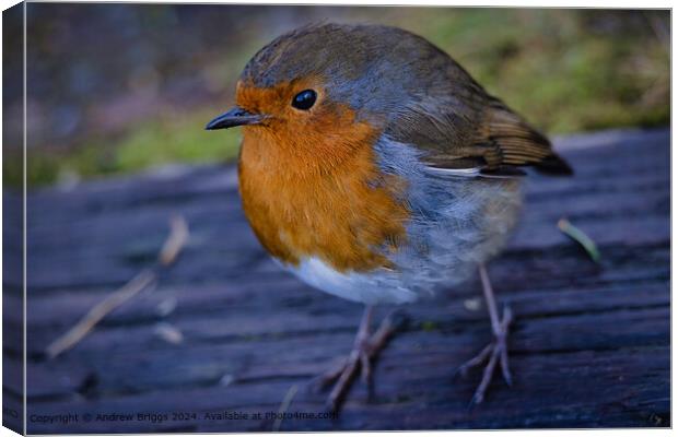 A Robin in the Highlands of Scotland. Canvas Print by Andrew Briggs