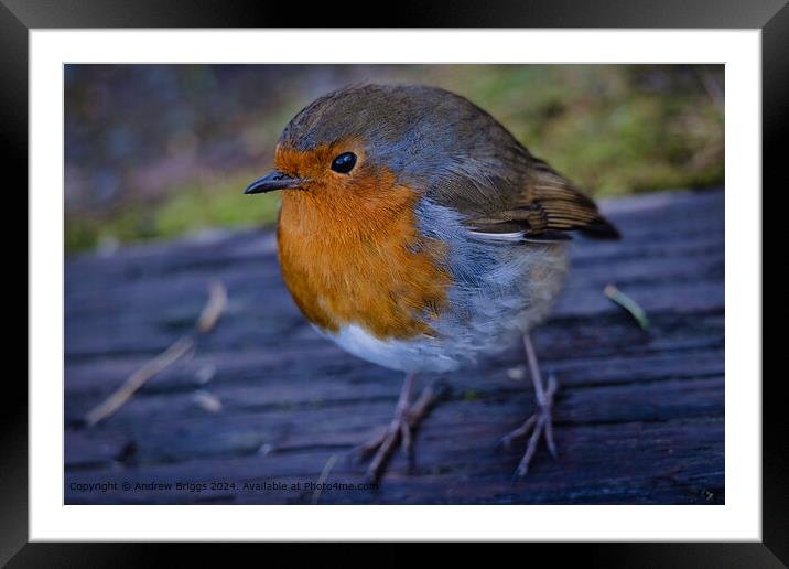 A Robin in the Highlands of Scotland. Framed Mounted Print by Andrew Briggs
