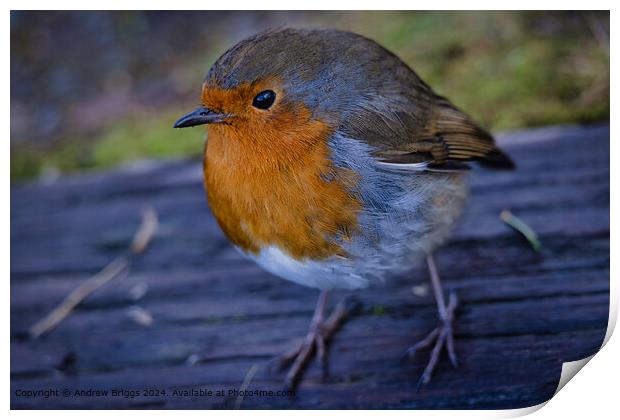 A Robin in the Highlands of Scotland. Print by Andrew Briggs