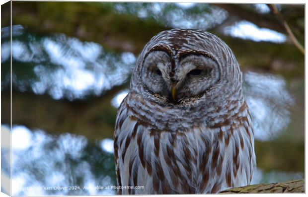 A close up of a Barred Owl Canvas Print by Ken Oliver