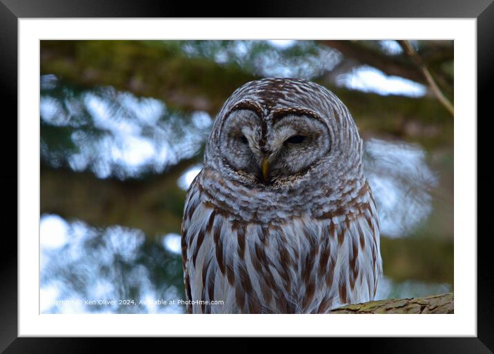 A close up of a Barred Owl Framed Mounted Print by Ken Oliver