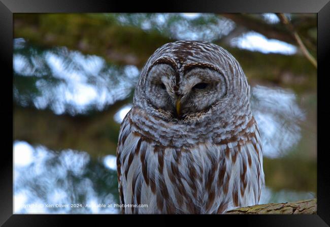 A close up of a Barred Owl Framed Print by Ken Oliver