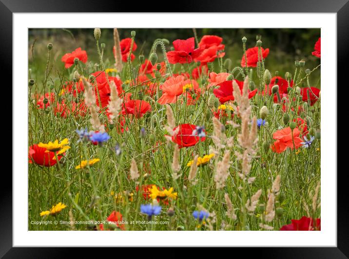 Sunlit wild flowers with poppies and Cornfields  Cotswolds Gloucestershire  Framed Mounted Print by Simon Johnson