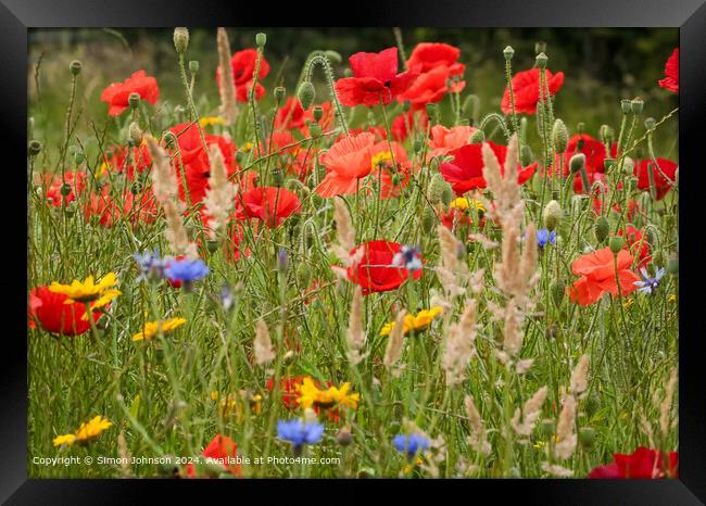 Sunlit wild flowers with poppies and Cornfields  Cotswolds Gloucestershire  Framed Print by Simon Johnson
