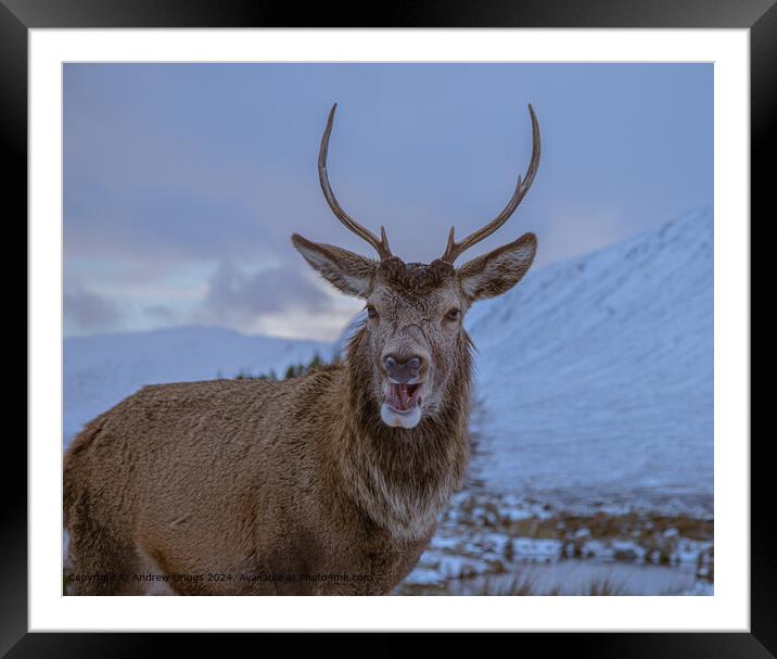 A Stag in Glencoe, Scotland. Framed Mounted Print by Andrew Briggs