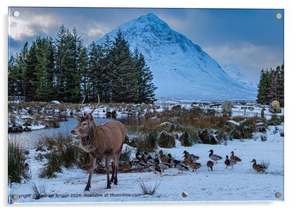 Winter wildlife in Glencoe, Scotland. Acrylic by Andrew Briggs