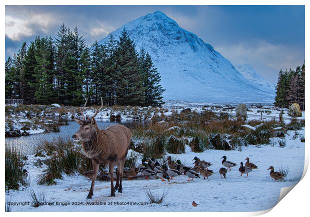 Winter wildlife in Glencoe, Scotland. Print by Andrew Briggs