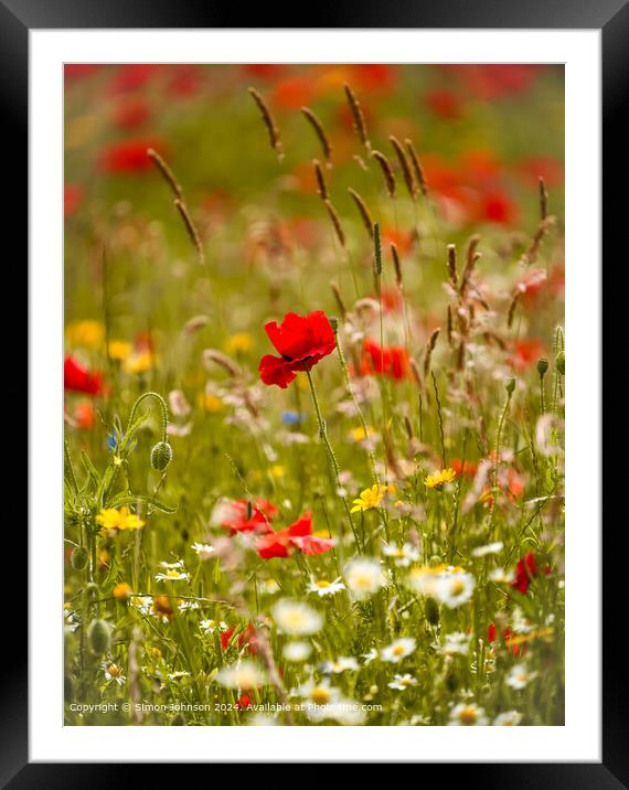 Sunlit wild flowers with poppies and Cornfields  Cotswolds Gloucestershire  Framed Mounted Print by Simon Johnson