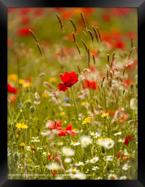 Sunlit wild flowers with poppies and Cornfields  Cotswolds Gloucestershire  Framed Print by Simon Johnson