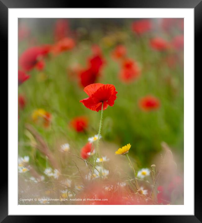 Sunlit  wind blown poppy Cotswolds Gloucestershire  Framed Mounted Print by Simon Johnson