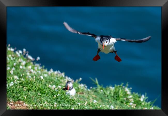 Atlantic Puffin landing on Skomer Island Framed Print by Colin Keown