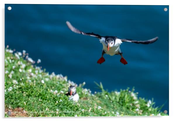 Atlantic Puffin landing on Skomer Island Acrylic by Colin Keown
