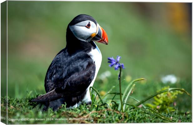 Atlantic Puffin and Bluebell Canvas Print by Colin Keown