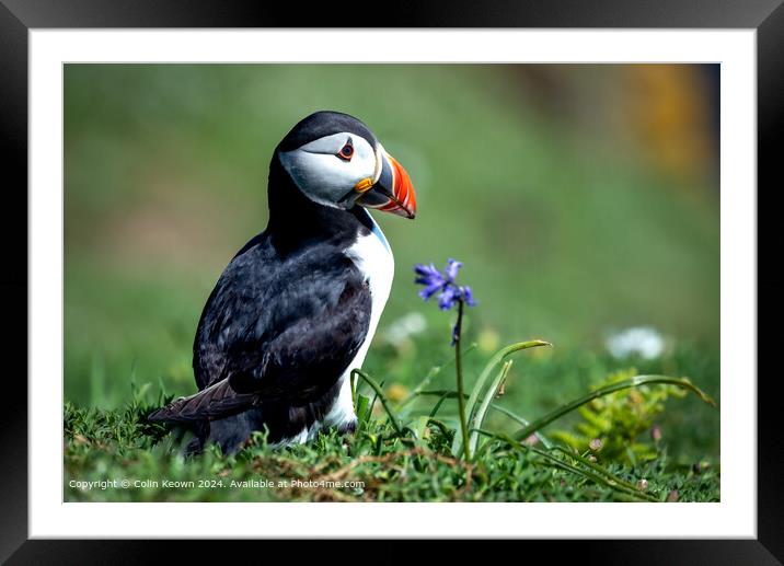 Atlantic Puffin and Bluebell Framed Mounted Print by Colin Keown