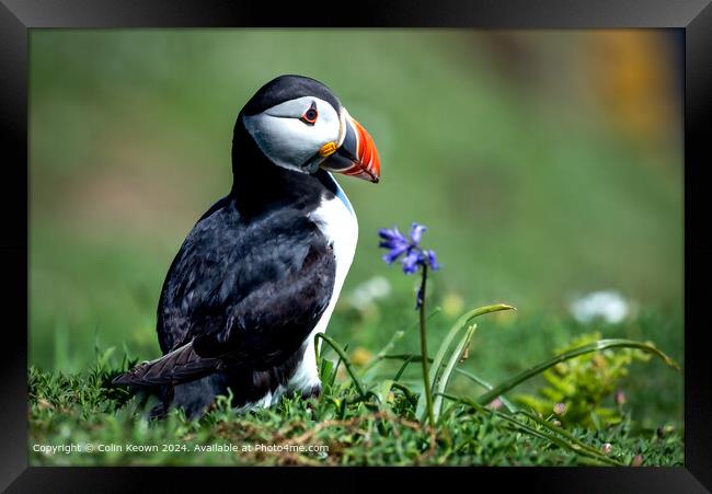 Atlantic Puffin and Bluebell Framed Print by Colin Keown