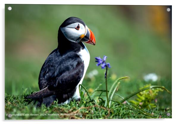 Atlantic Puffin and Bluebell Acrylic by Colin Keown